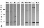 RAB30 Antibody in Western Blot (WB)