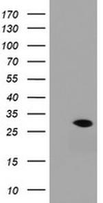 RAB30 Antibody in Western Blot (WB)