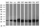 RAB30 Antibody in Western Blot (WB)