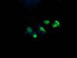 RAB37 Antibody in Immunocytochemistry (ICC/IF)