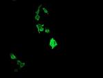 RAB37 Antibody in Immunocytochemistry (ICC/IF)