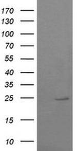 RAB37 Antibody in Western Blot (WB)