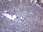 RAB3A Antibody in Immunohistochemistry (Paraffin) (IHC (P))