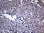 RAB3A Antibody in Immunohistochemistry (Paraffin) (IHC (P))