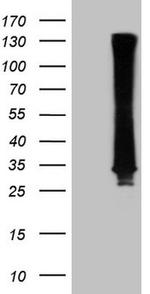 RAB3A Antibody in Western Blot (WB)