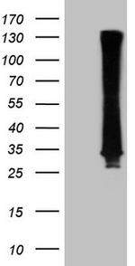 RAB3A Antibody in Western Blot (WB)