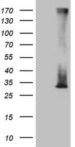 RAB3A Antibody in Western Blot (WB)