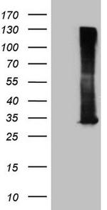 RAB3A Antibody in Western Blot (WB)