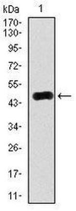 Rab4 Antibody in Western Blot (WB)