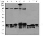 Rab4 Antibody in Western Blot (WB)