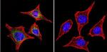 RAB9 Antibody in Immunocytochemistry (ICC/IF)