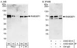 RABGEF1 Antibody in Western Blot (WB)