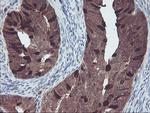 RABL2A Antibody in Immunohistochemistry (Paraffin) (IHC (P))