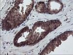 RABL2A Antibody in Immunohistochemistry (Paraffin) (IHC (P))