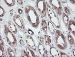 RABL2A Antibody in Immunohistochemistry (Paraffin) (IHC (P))