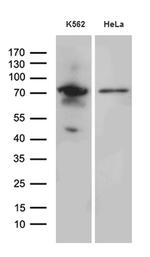 RACGAP1 Antibody in Western Blot (WB)