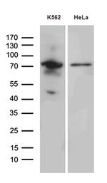 RACGAP1 Antibody in Western Blot (WB)