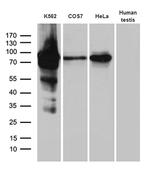 RACGAP1 Antibody in Western Blot (WB)