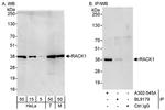 RACK1 Antibody in Western Blot (WB)