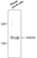 RAD50 Antibody in Western Blot (WB)