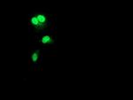 RAD51L1 Antibody in Immunocytochemistry (ICC/IF)