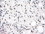 RAD9A Antibody in Immunohistochemistry (Paraffin) (IHC (P))