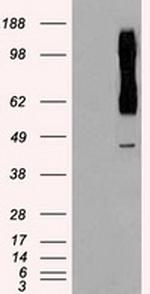 RAD9A Antibody in Western Blot (WB)