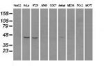 RAD9A Antibody in Western Blot (WB)