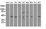 RAD9A Antibody in Western Blot (WB)