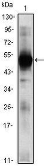 RAG2 Antibody in Western Blot (WB)