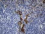 RAGE Antibody in Immunohistochemistry (Paraffin) (IHC (P))