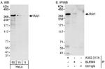 RAI1 Antibody in Western Blot (WB)