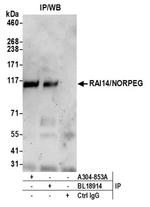 RAI14/NORPEG Antibody in Western Blot (WB)