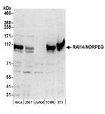 RAI14/NORPEG Antibody in Western Blot (WB)