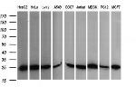 RALB Antibody in Western Blot (WB)