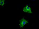 RALBP1 Antibody in Immunocytochemistry (ICC/IF)