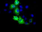 RALBP1 Antibody in Immunocytochemistry (ICC/IF)