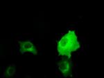 RALBP1 Antibody in Immunocytochemistry (ICC/IF)