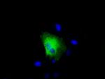 RALBP1 Antibody in Immunocytochemistry (ICC/IF)