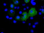 RALBP1 Antibody in Immunocytochemistry (ICC/IF)