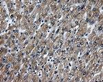 RALBP1 Antibody in Immunohistochemistry (Paraffin) (IHC (P))