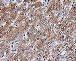 RALBP1 Antibody in Immunohistochemistry (Paraffin) (IHC (P))