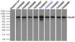 RALBP1 Antibody in Immunoprecipitation (IP)