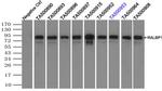 RALBP1 Antibody in Immunoprecipitation (IP)