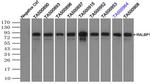 RALBP1 Antibody in Immunoprecipitation (IP)