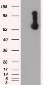 RALBP1 Antibody in Western Blot (WB)