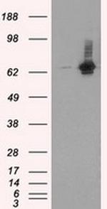 RALBP1 Antibody in Western Blot (WB)