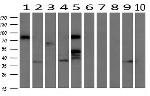 RALBP1 Antibody in Western Blot (WB)