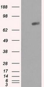 RALBP1 Antibody in Western Blot (WB)