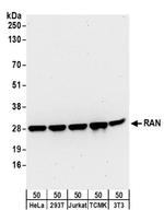 RAN Antibody in Western Blot (WB)